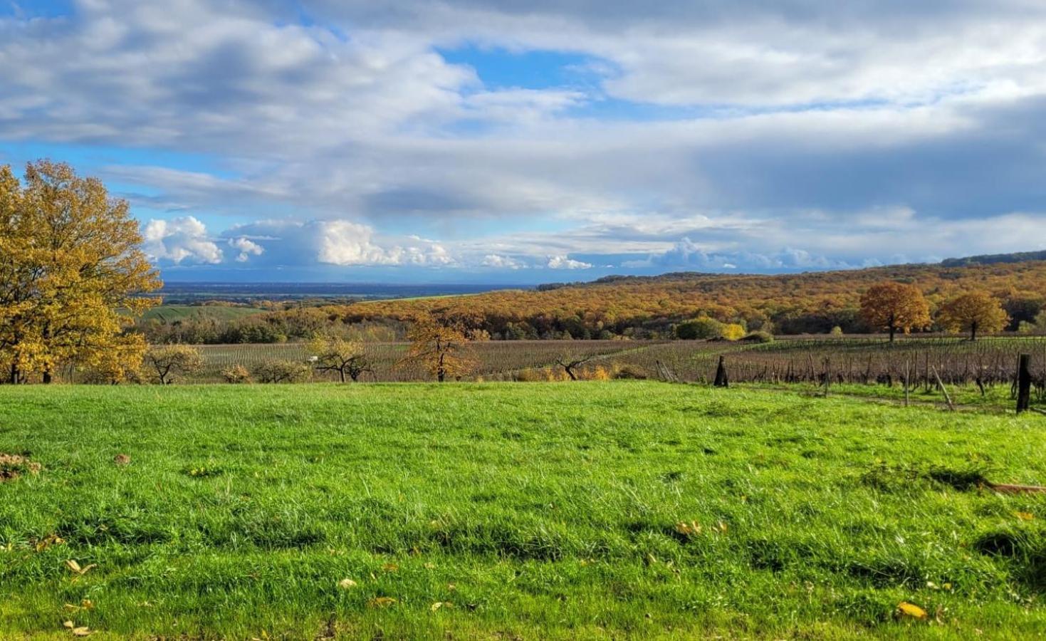 Bed and Breakfast La Perle D'Alsace Bernardswiller Exterior foto